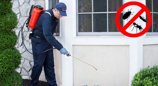 Beylikdüzü Kene İlaçlama böcek ilaçlama ve haşere kontrolü — ilaclama-tr.com